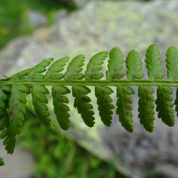 Athyrium distentifolium Leaf