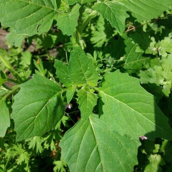 Solanum physalifolium Yaprak