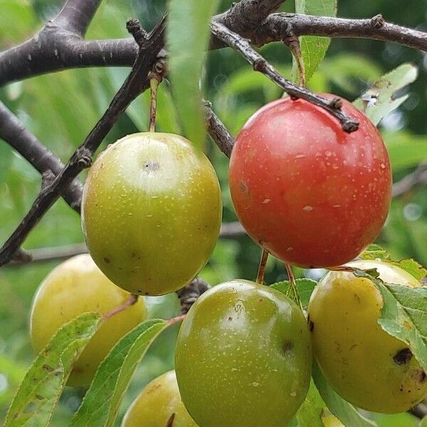 Prunus rivularis Plod