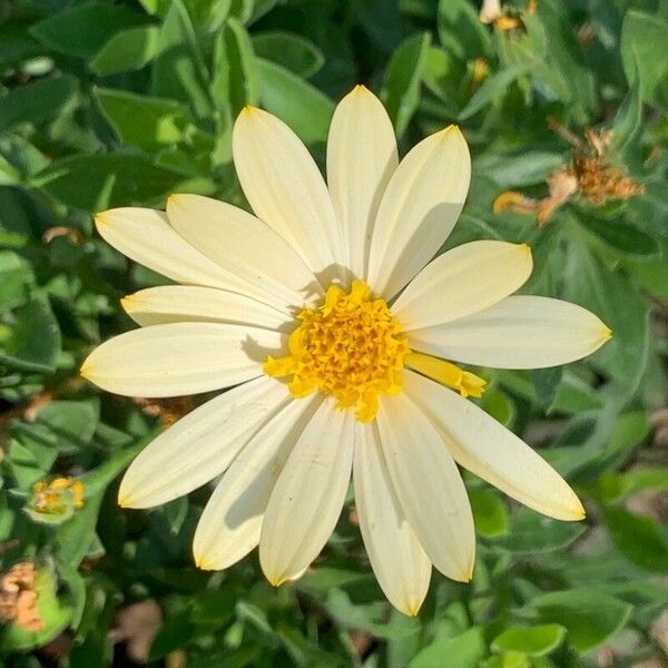 Argyranthemum maderense 花