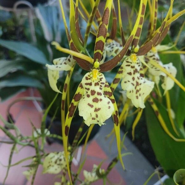 Brassia caudata Flower