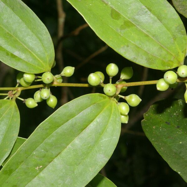 Smilax domingensis 葉