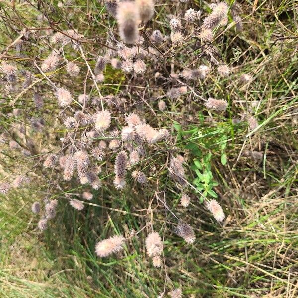 Trifolium arvense പുഷ്പം