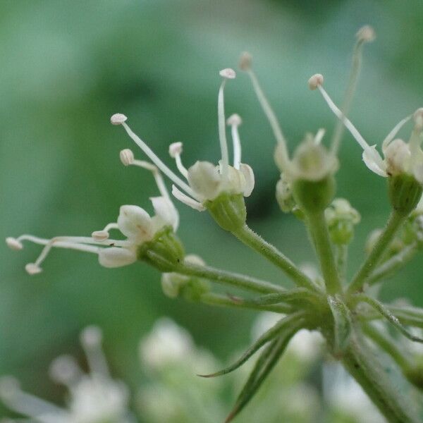 Angelica sylvestris Blomst