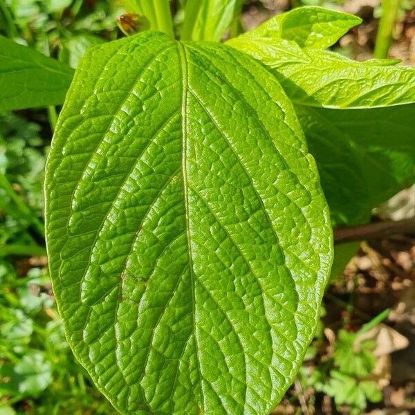 Scopolia carniolica Leaf