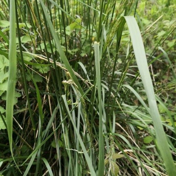 Calamagrostis purpurea 葉