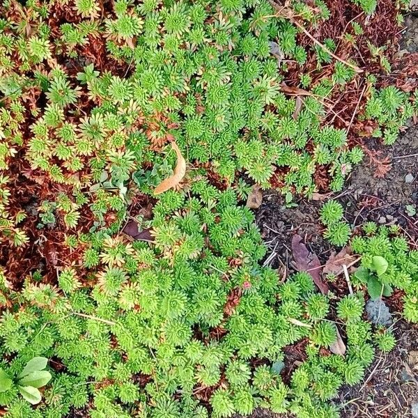 Saxifraga rosacea आदत