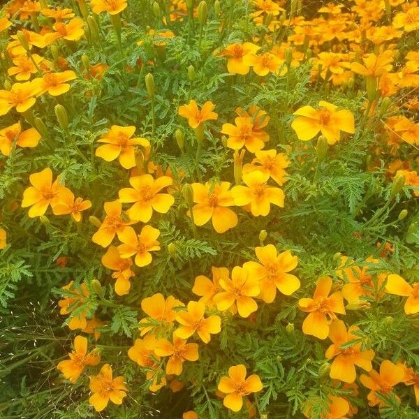 Tagetes tenuifolia Blüte