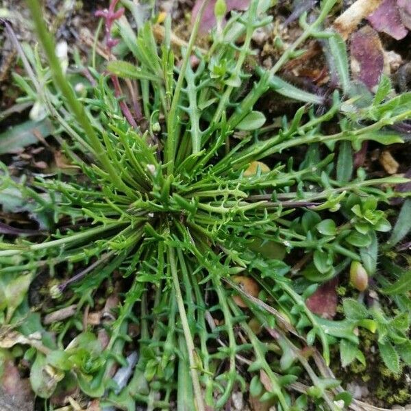 Teesdalia coronopifolia Blad