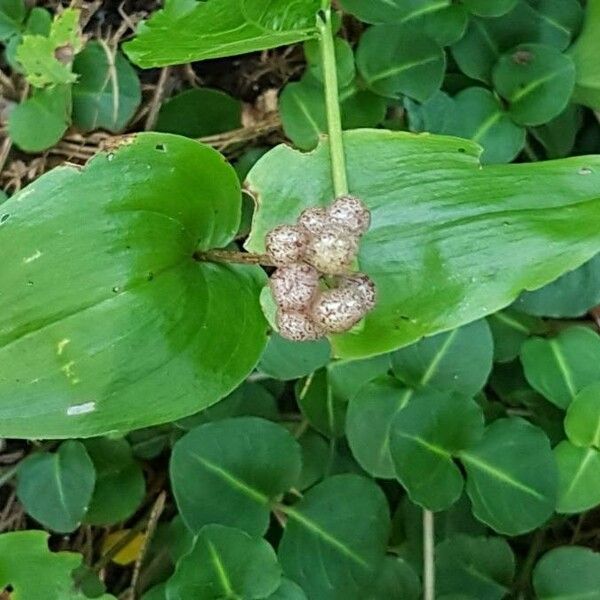 Maianthemum canadense Fruto