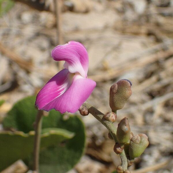 Canavalia rosea 花