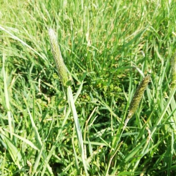 Phleum phleoides Кветка