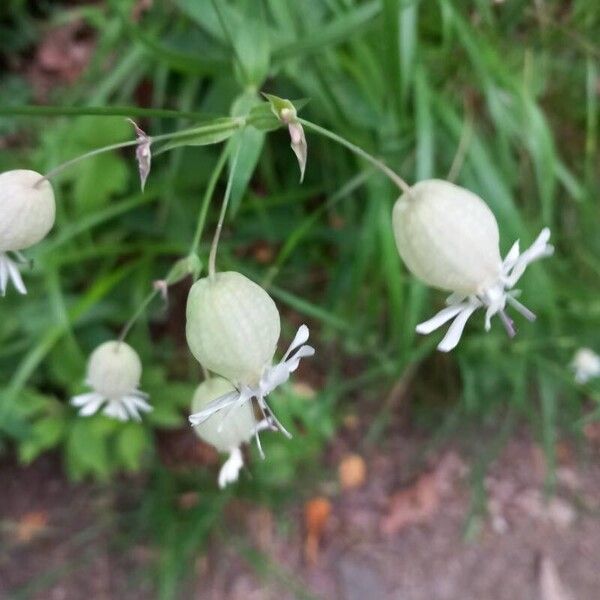 Silene vulgaris 花