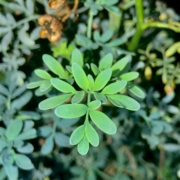 Ruta chalepensis Blatt