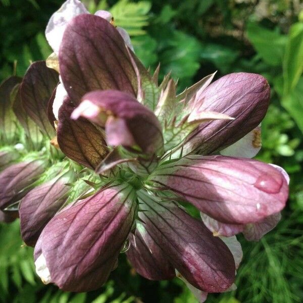 Acanthus mollis Flower