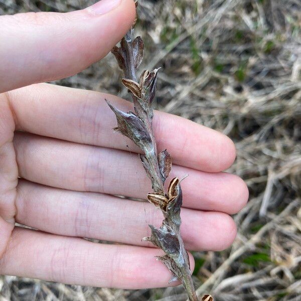 Philydrum lanuginosum Fruit