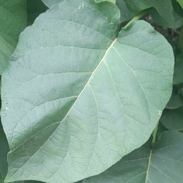 Solanum abutiloides Folio