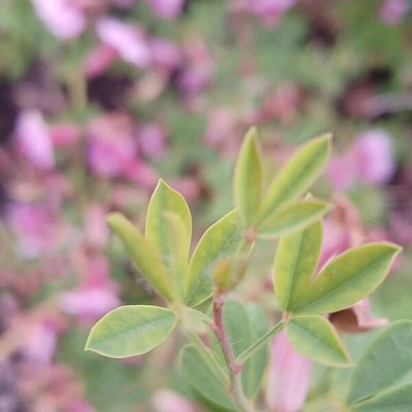 Chamaecytisus purpureus Leaf