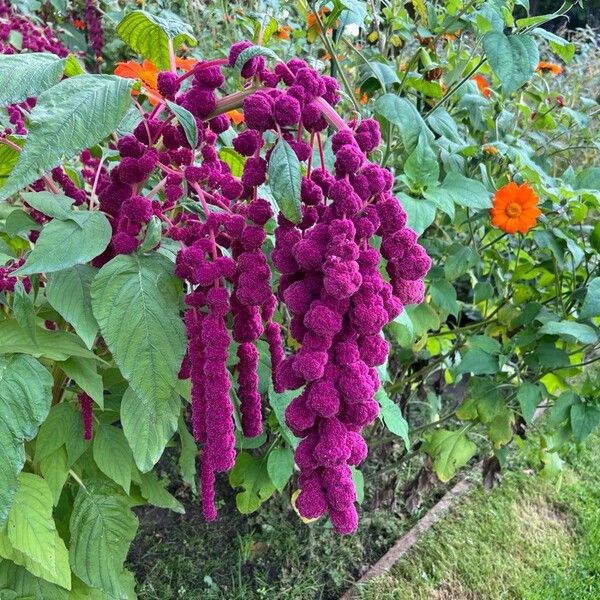 Amaranthus caudatus പുഷ്പം