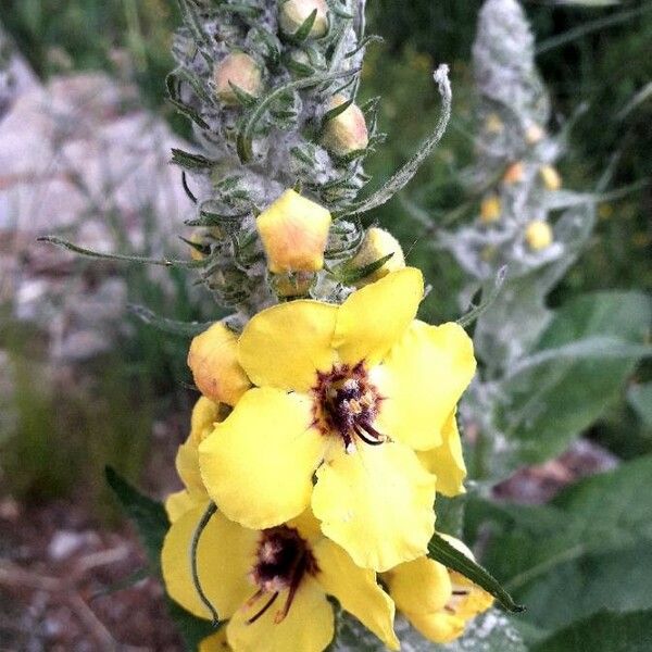 Verbascum boerhavii Blüte