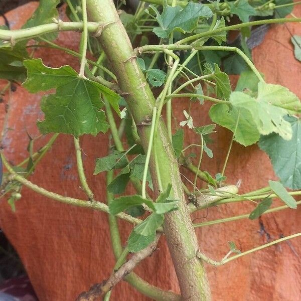 Malva verticillata Bark