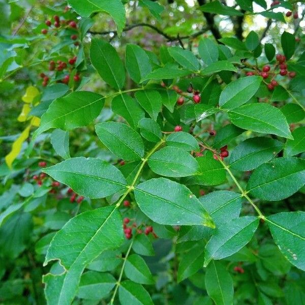 Zanthoxylum americanum Blad