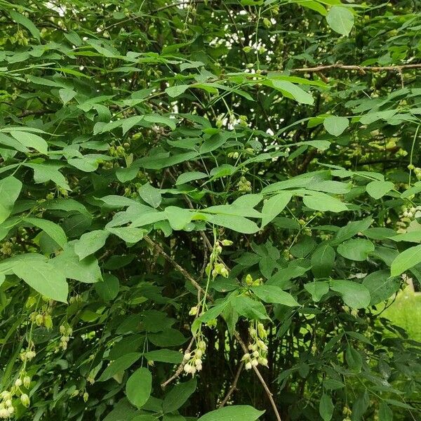 Staphylea pinnata Агульны выгляд