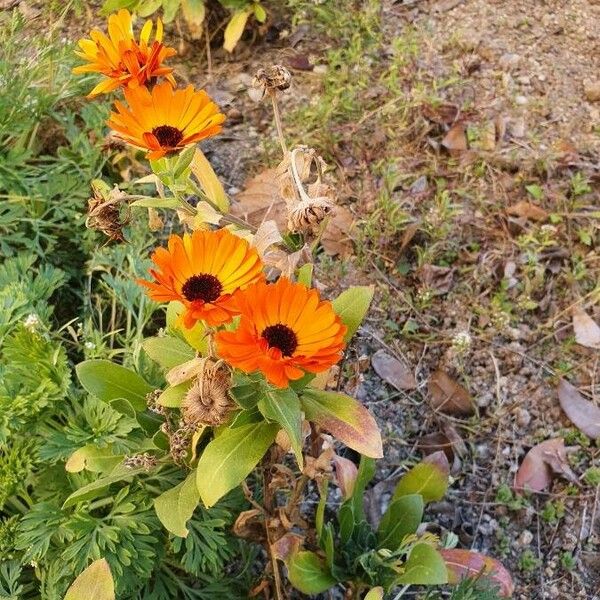 Calendula stellata Blüte