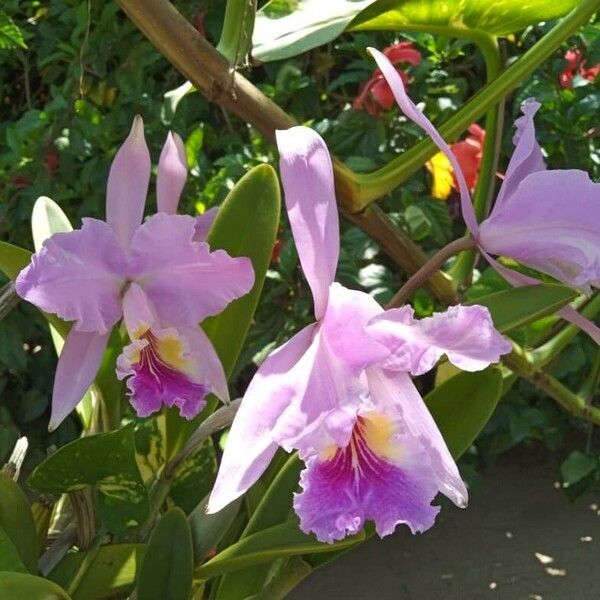 Cattleya trianae Flower