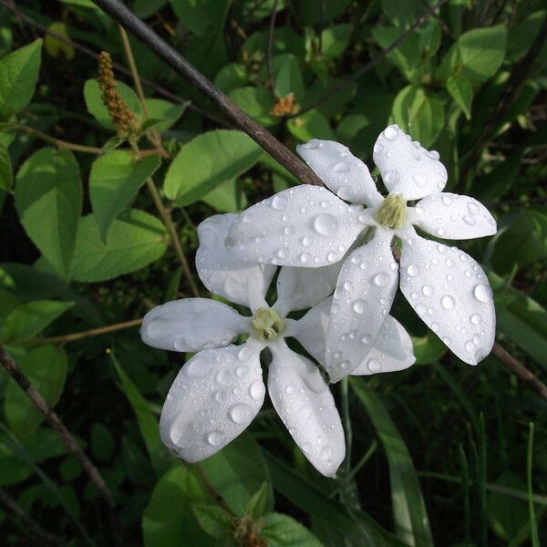 Milla biflora Flower