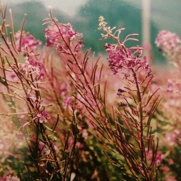 Epilobium angustifolium Žiedas