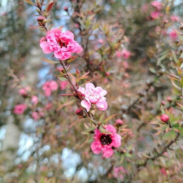 Leptospermum scoparium Květ