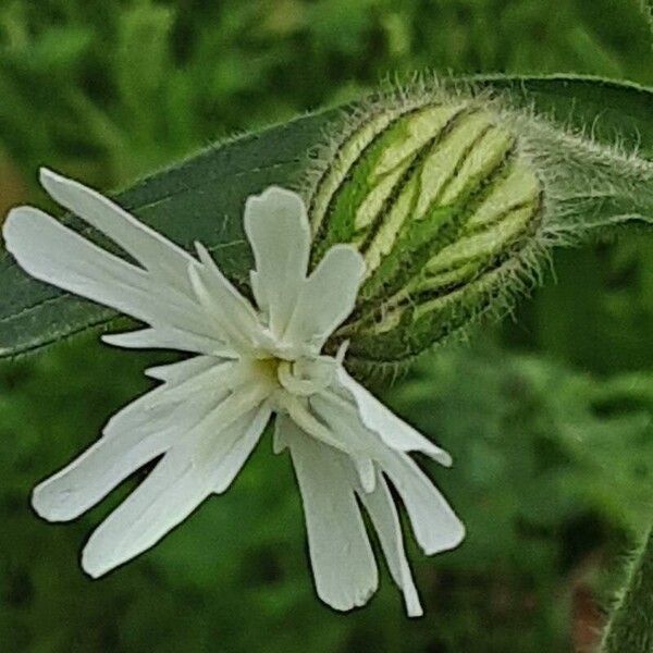 Silene noctiflora Flower