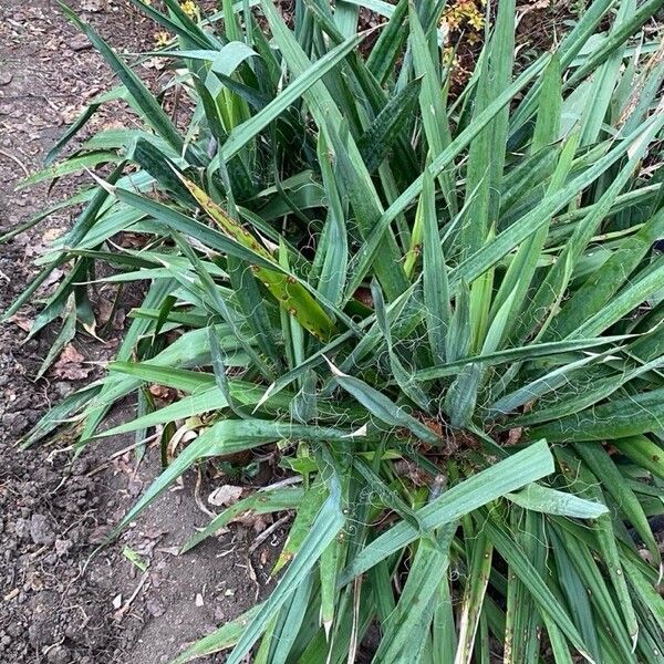 Yucca filamentosa Leht