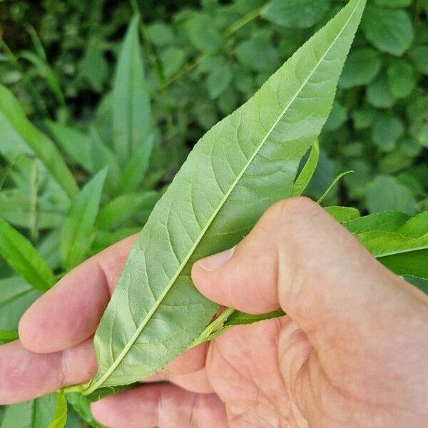 Prunus persica Liść