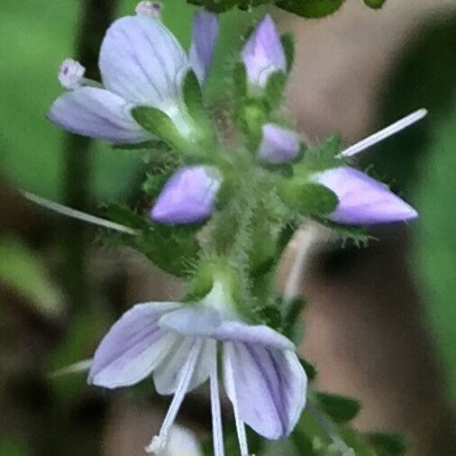 Veronica officinalis 花