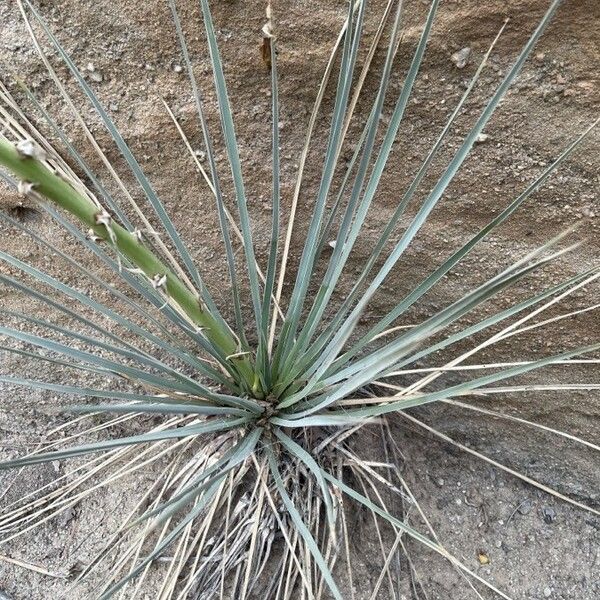 Yucca glauca Hoja