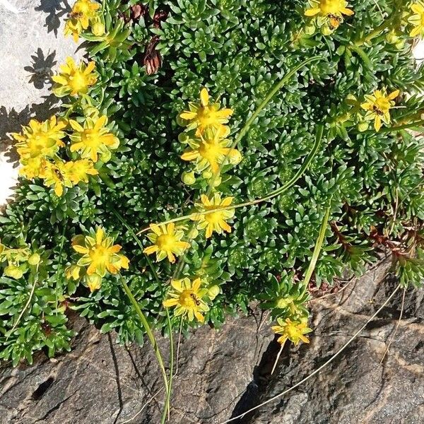 Saxifraga aizoides Blüte