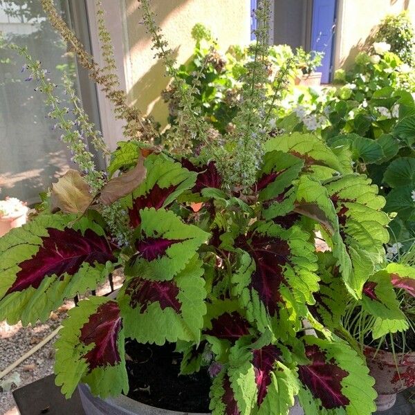 Solenostemon scutellarioides Natur