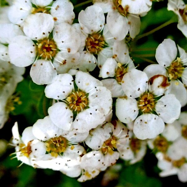 Spiraea hypericifolia Blüte