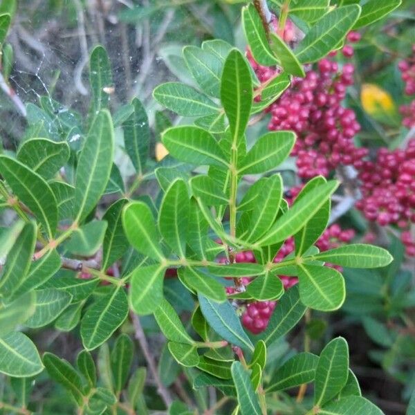 Pistacia lentiscus Leaf