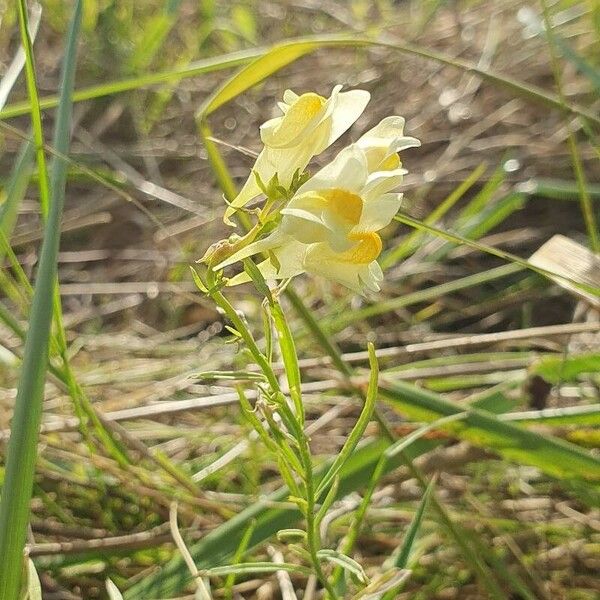 Linaria supina Flower