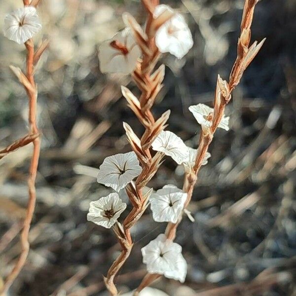 Epifagus virginiana Žiedas