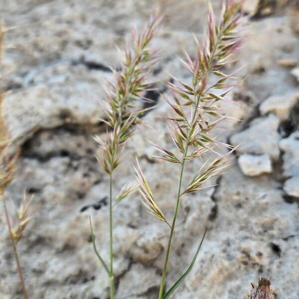 Enneapogon persicus Flor