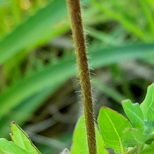 Oenothera rosea Bark