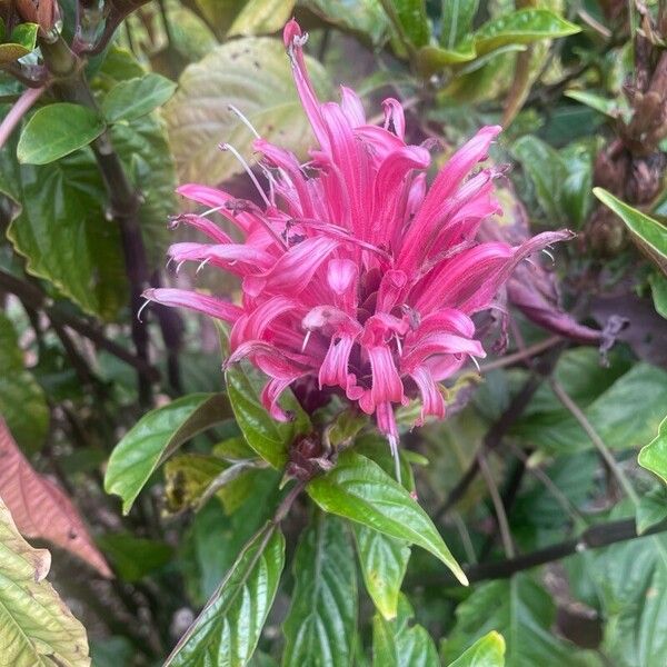 Justicia carnea 花