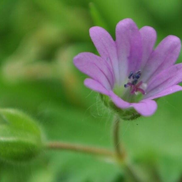 Geranium molle 花