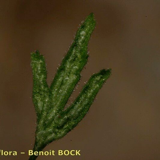 Asplenium seelosii Folha