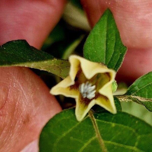 Physalis angulata Flower