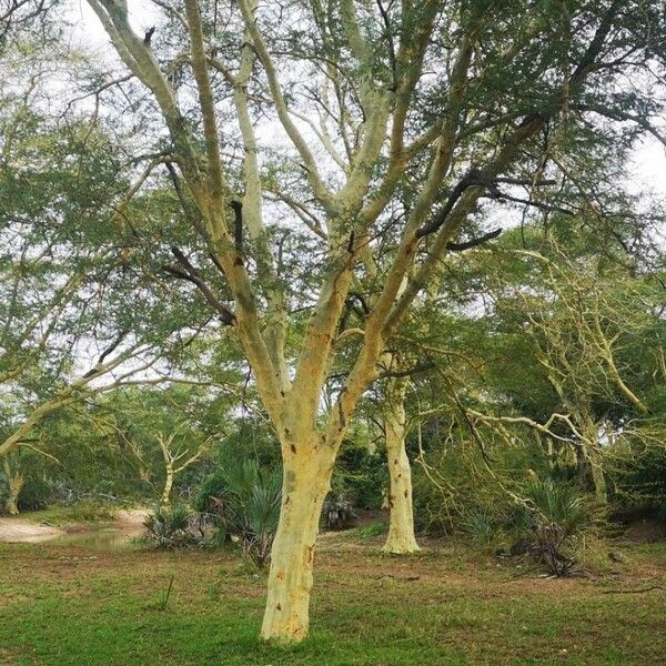 Vachellia xanthophloea Bark